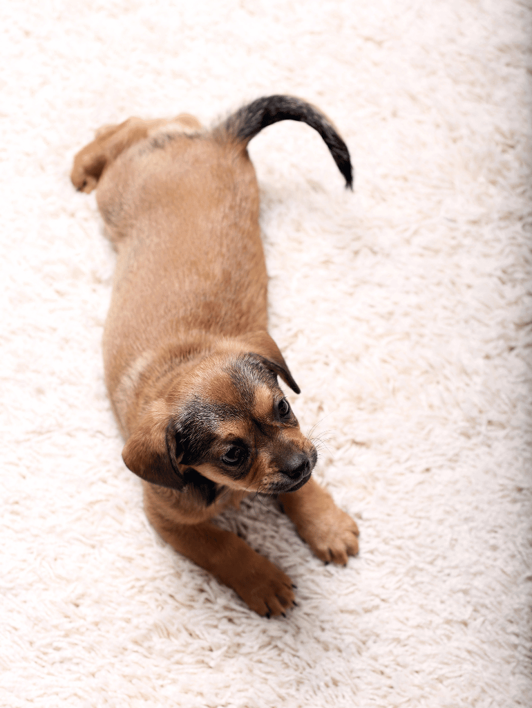 Pet urine stain removal